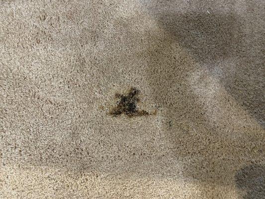 carpet damage