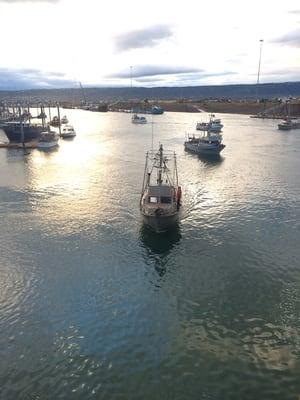 Fresh wild Salmon off the drift boats