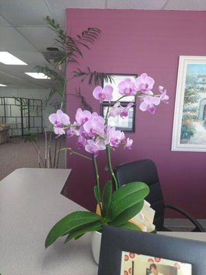 Gorgeous clean and the Best Chiro!!! Plants are nice too inside office. I'm lucky to have Dr. CHRIS Clark!!!!!!@@@@