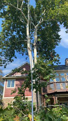 Arias Tree Service employee in the process of cutting down entire tree