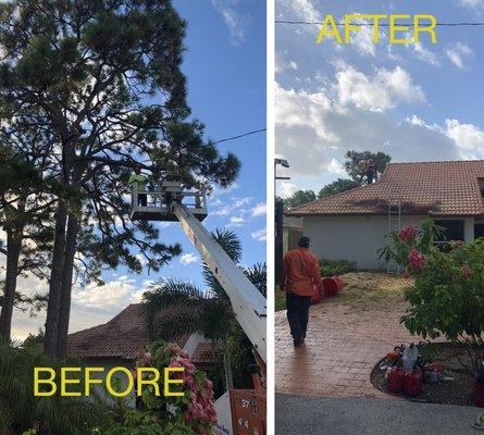 Large tree removed very close to the property