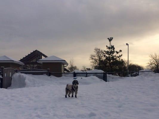 Winter at the dog park