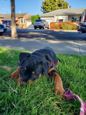 Lady out border puppy