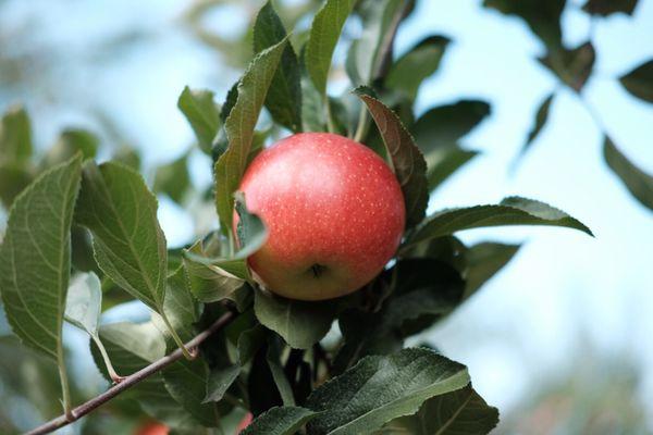 Love the apples from Corey lake farm