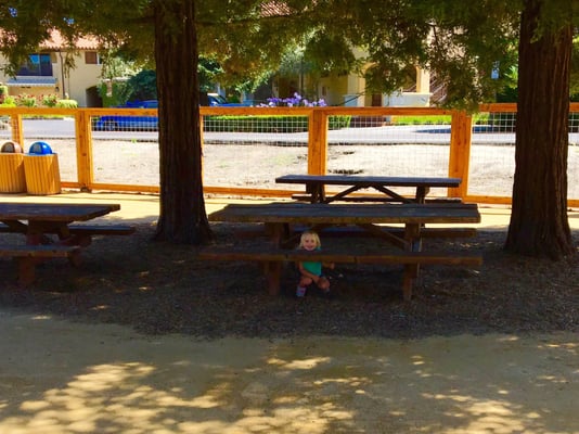 Lots of picnic tables under redwood trees and in the sun!