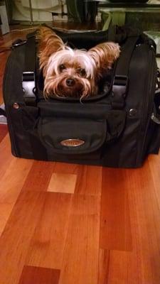 Ready to go in his back pack-o-pet