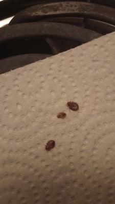 More bed bugs