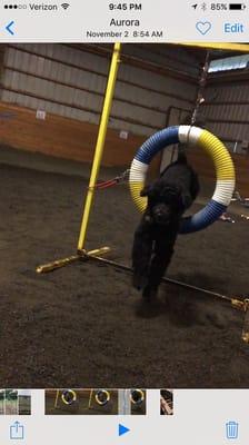 Our agility dog loved Deb's training.