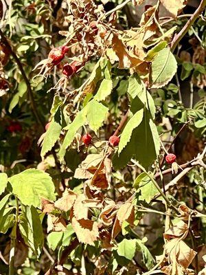 Rose hips