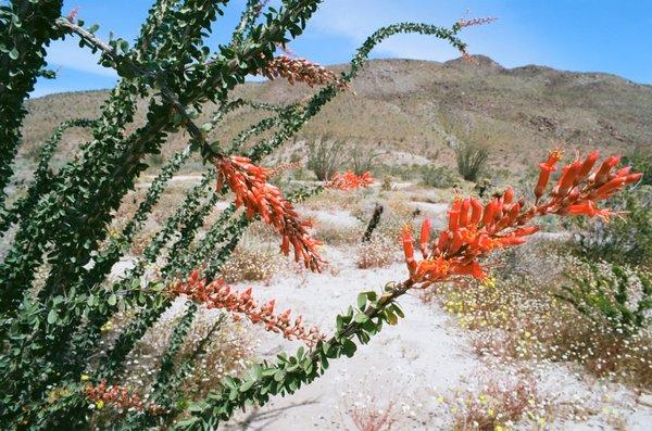 Close-up of ocotillo blossoms in the ocotillo forest in Coyote Canyon.