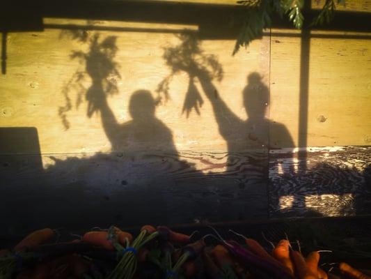 Harvesting carrots on a hot summer day