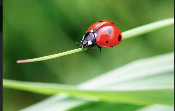 We have Ladybugs in stock. Give us a call 209-488-4574