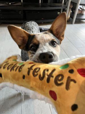 Official cookie tester at work