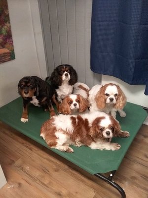 Did someone say Cavaliers?