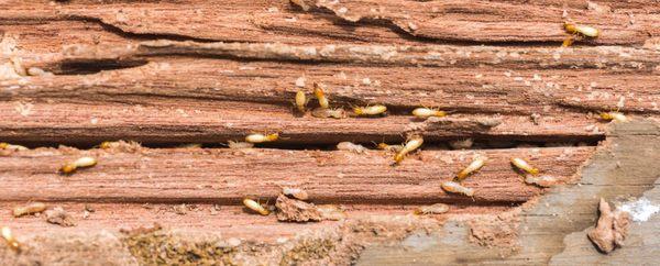 Termite (WDI) Inpsections