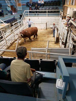 Bull being auctioned off.