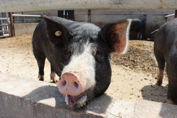 Berkshire hog pen