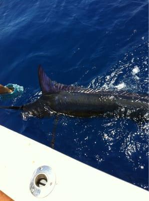 250 lb blue marlin