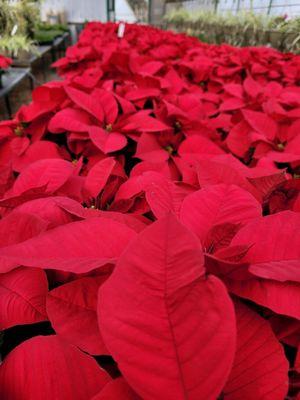 Poinsettias