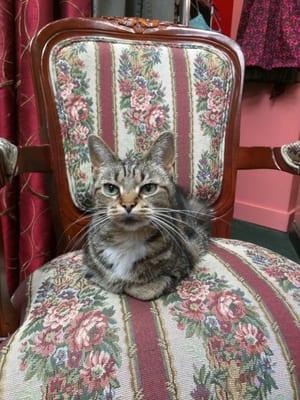 This adorable store cat is reason enough to visit.