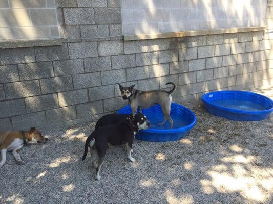 Stella, a regular at the center discovering the pool!