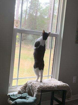 Charlie my other Manx Bunny's brother discovering the outdoors. "Carol look how tall I am"