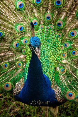 Peacock at the fountain of Youth