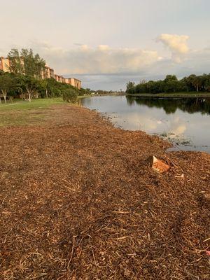 The chipper made some nice mulch.  Those bamboo shoots are very hard at base.