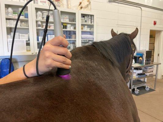 Class IV therapy laser treatment for a horse with kissing spines