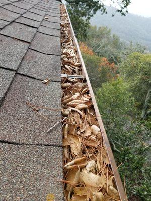 Gutter needing to be cleaned