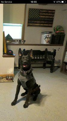 Champ 6 month old Dutch Shepherd