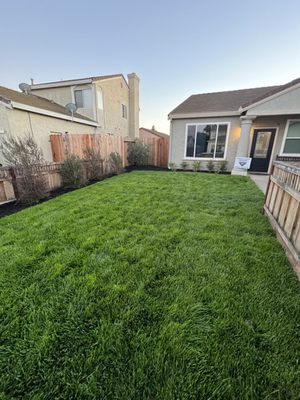 Front yard lawn, tree, bushes and plants