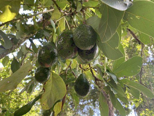 The avocado tree at ZING Juice Bar is good for shade and delicious fruit.