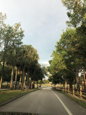 Trees lining the roadway