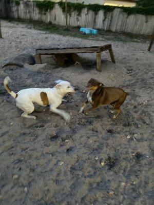 The Barkery Boarding and Daycare