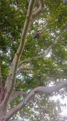 Climbing an American sycamore