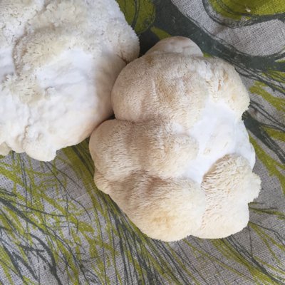 Mohawk Mountain Mushrooms offers highly nutritious Lion's Mane, as well as Shiitake and Oyster varieties.