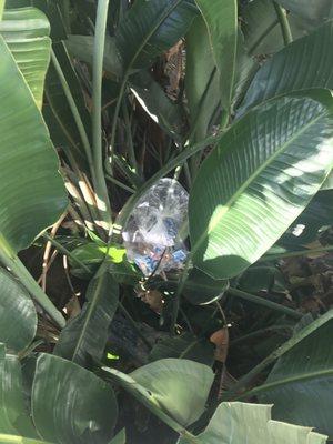 Garbage in bushes next to stairway