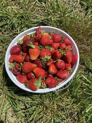 Strawberry picking