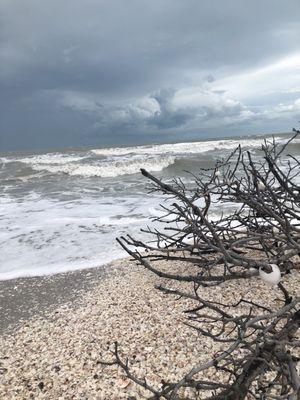 Beach and tree