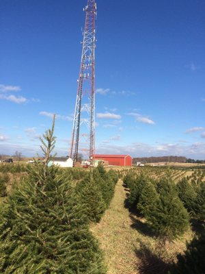 Tree Farm