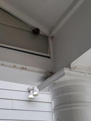 3rd floor stairs wasp nests