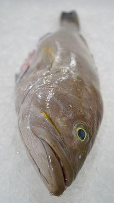 Yellowedge Grouper