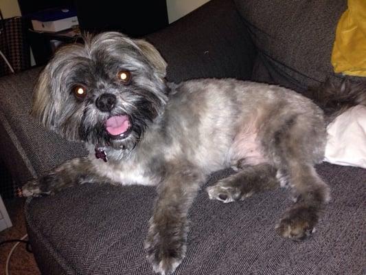 Poptart looking adorable with his summer cut.