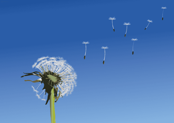 Dandelion Life Coaching