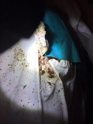 Heavy bed bug infestation