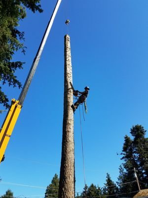 Precision Tree Service