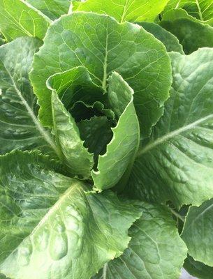 Perfectly-safe, Romaine lettuce.  No need to wash our greens.  We don't use herbicides/pesticides, just clean greens.  Ready to eat.