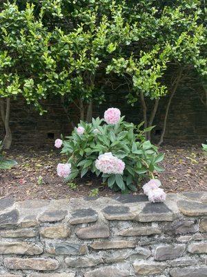 Peony shrub