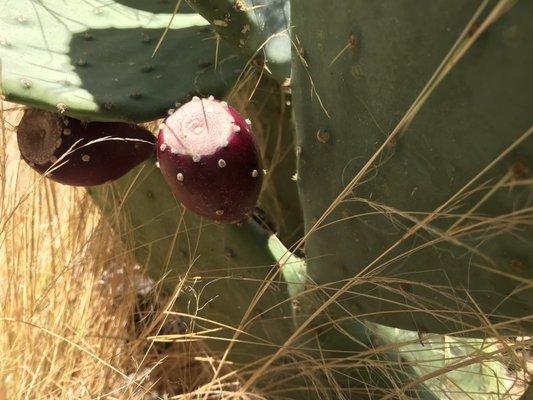 Close up of a Prickly Pear fruit.